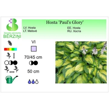 Hosta 'Paul's Glory', Hosta ZS Bērz