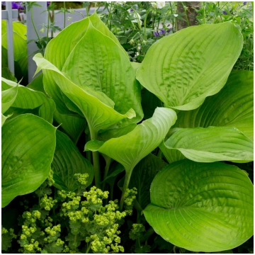 Hosta "Blue Mouse Ears" /hosta/ - C1 kont