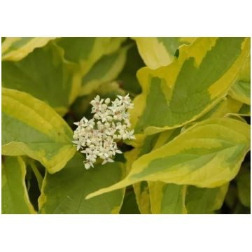 Cornus alba 'Gouchaultii' (Baltais grimo