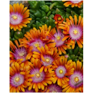 Delosperma hybrida Sundella Apricot | A.M. ozoli