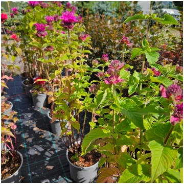 Monarda "Bee-Free" Kverkus