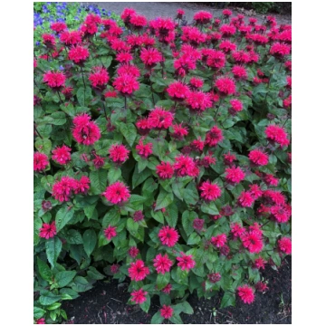 Monarda hybrid Bee-Happy I | A.M. ozoli