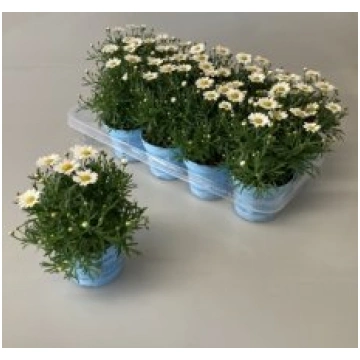 Telpaugi Argyranthemum fr. La Rita Comp(margrietiņ