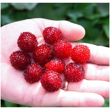 Aveņu stādi Raspberry Tower P9 | A.M. ozoli