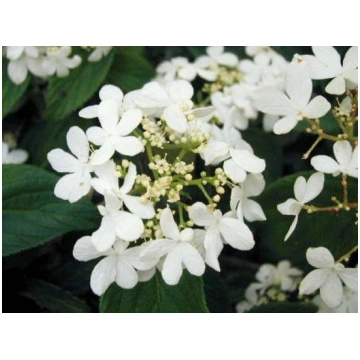 Viburnum plicatum Kilimanjaro f. Sunrise (JWW5) Do