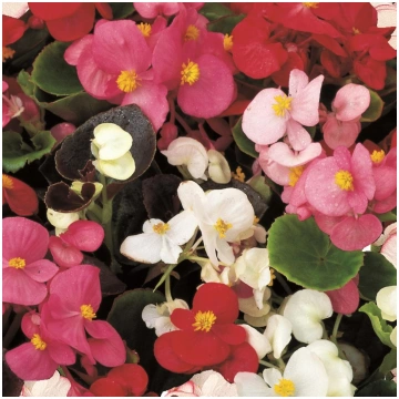 BEGONIA semperflorens SENATOR Mix