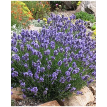 Lavandula angustifolia Thumbelina Leigh | A.M. ozo
