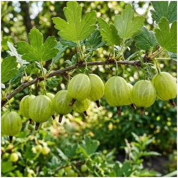 Invicta-augststumbra variants Heimanis stādaudzēta