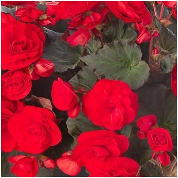 BEGONIA SOLENIA Red Improved PP