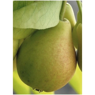 Bumbiere Mļejevskaja Raņņaja /Pyrus/