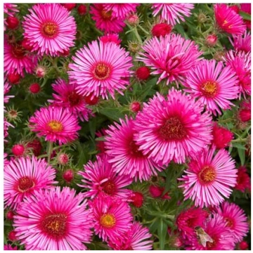 Astere "Royal Ruby" /aster/ - C1 kont
