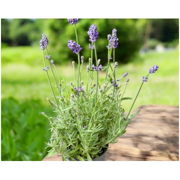 Lavandula angustifolia Cleo-Patio | A.M. ozoli