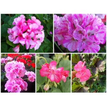 Pelargonijas - rozā kaste - 6gb