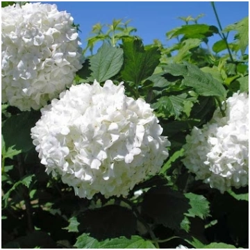 Irbene, parastā ''Roseum''