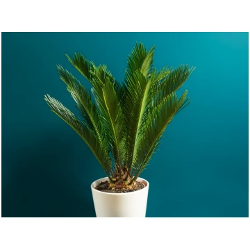 Palma | Cycas revoluta tacito