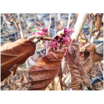 Hamamelis x vernalis Amethyst Donnadipiante - Vend