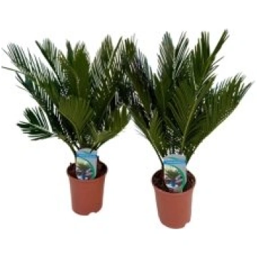 Telpaugi Cycas revoluta(Atritinātā cika)