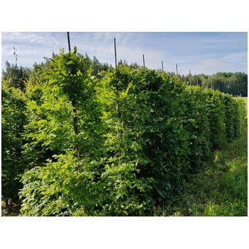 Parastais skābardis / Carpinus betulus L. Have a T
