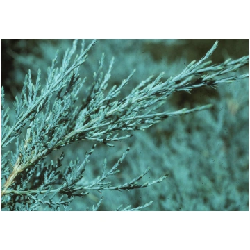 Juniperus x pfitzeriana 'Pfitzeriana Glauca&a
