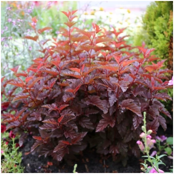 Fizokarps, irbeņlapu ,,Lady in Red,, /Physocarpus 