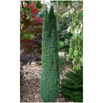 Kadiķis parastais "Arnold" 80-90 cm