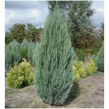 Klinškalnu kadiķis "Blue Arrow" 150-160 cm