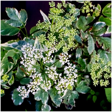 Sambucus nigra "Golden Spark" Melnais plūškoks Stā