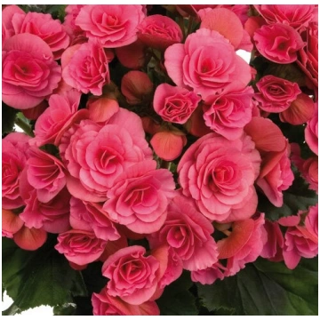 BEGONIA BARKOS Barseba Pink