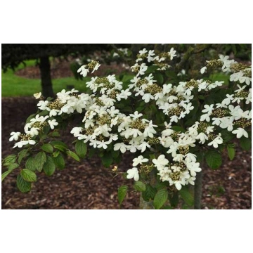 Viburnum plicatum 'Watanabe' Japānas mil