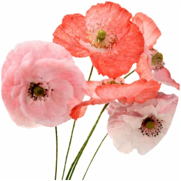 Zīda magone Mother of Pearl | Papaver rhoeas sēkla