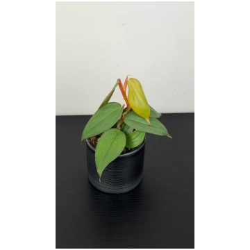 Philodendron Burle-marxii Fantasy www.augi-plants.