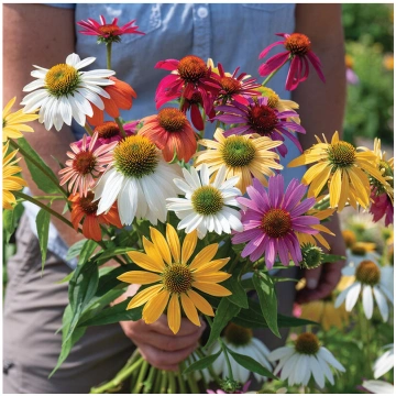 Ehinācija purpursarkanā "Paradiso Dwarf Mix" 15 sē