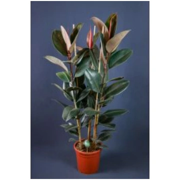 Fikuss 140cm (Ficus Abidjan)