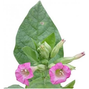 Tabaka Burley (Nicotiana tabacum) absolūts, Nicoti