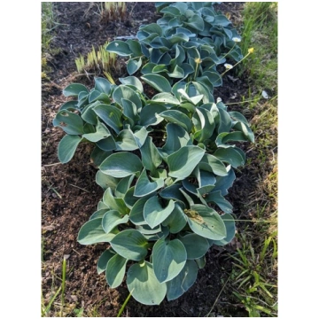 Hosta 'Blue Mouse Ears', P11 Hosta