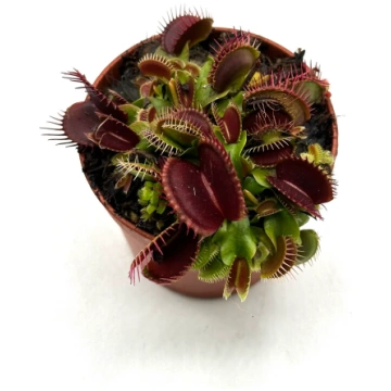 Dionaea Muscipula "B52" Caput Mundi Labs