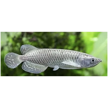 SCLEROPAGES JARDINI - AROWANA AUSTRALIANO