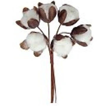 Kokvilnas ziedi mazie, D: 18x16 mm, brown-white, 6