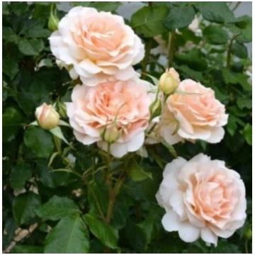 Chandos Beauty (TH) (Sweet Love, Morten Korch, HAR