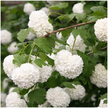 Viburnum opulus 'Roseum' Parastā irbene 