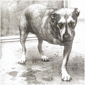 Alice In Chains-Alice In Chains (CD) www.cameronre