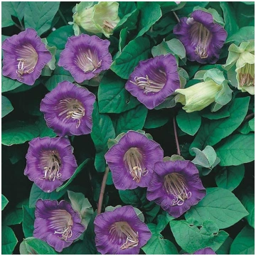 Cobaea scandens - Kāpelējošā Kobeja