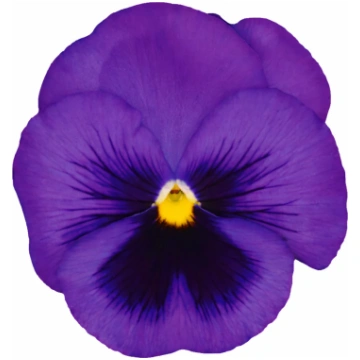 Viola x wittrockiana Inspire® DeluXXe Blue Surpris