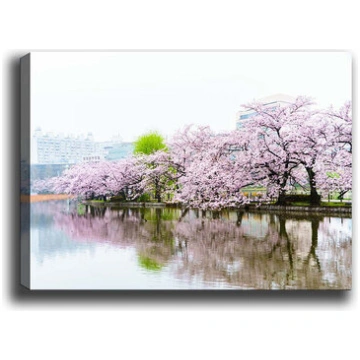 Reprodukcija Sakuras