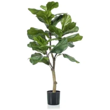 Lietots - Ficus Lyrata 90cm