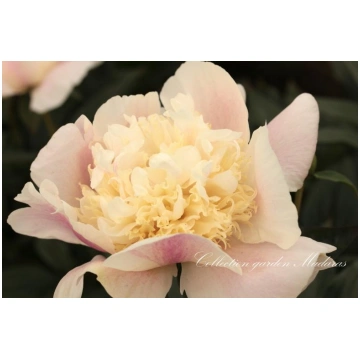 Paeonia `Amulets`