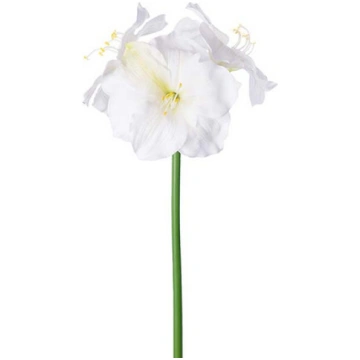 Amarillis 65cm balts