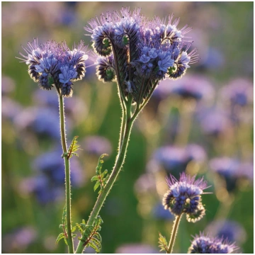 Parastā facēlija (Phacelia tanacetifolia Benth)