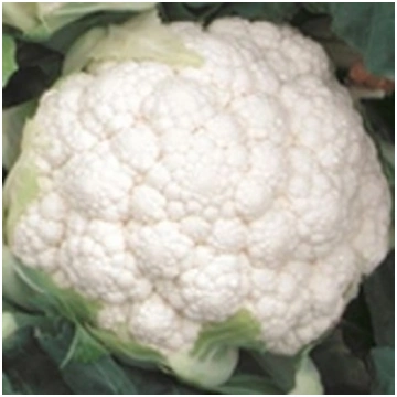 Cavolfiore bianco ARIZONA