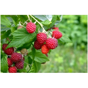 BRIGANTINA